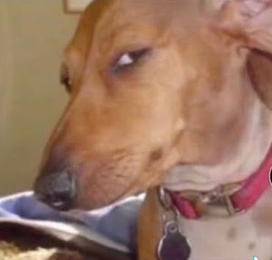 Meet your Posher, Jake